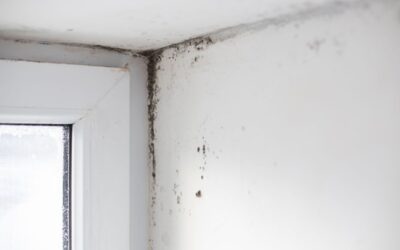 Quale pittura usare per prevenire la formazione della muffa